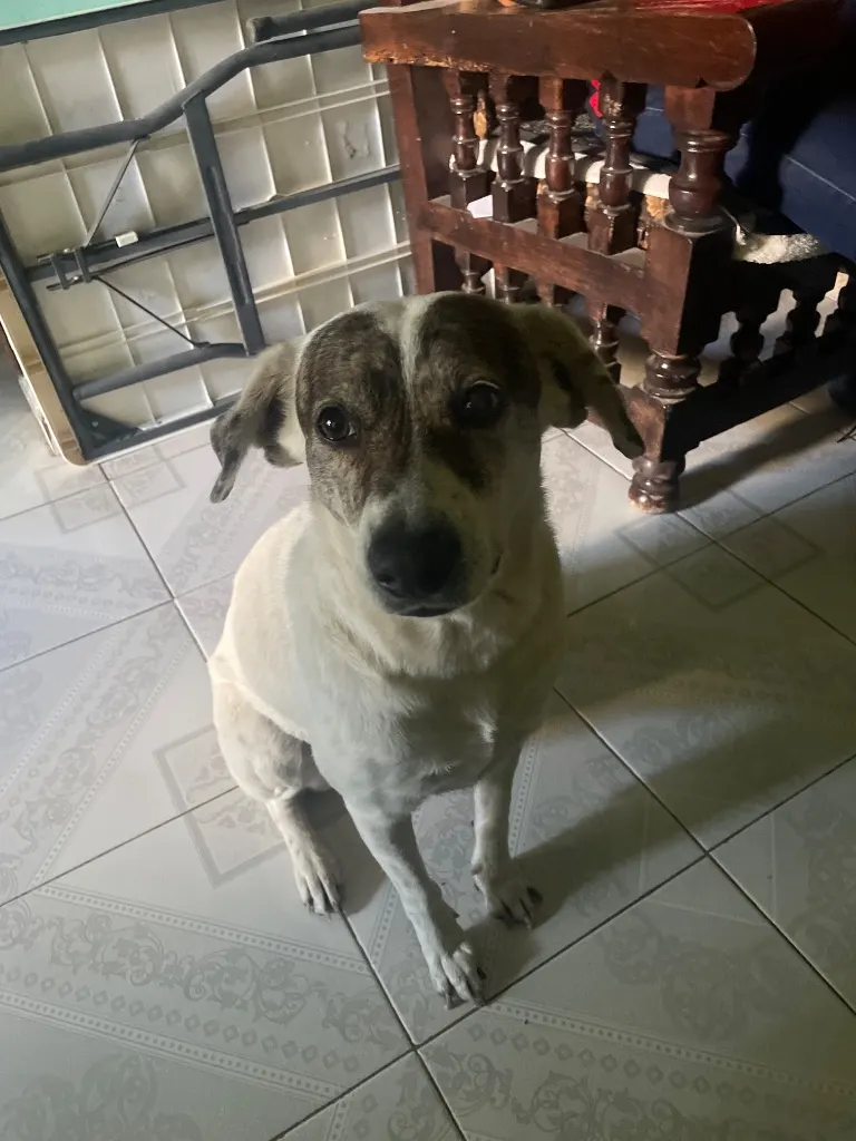 Photo of Mapi, dog, on their Day of the Dead ofrenda