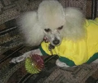 Foto de Botas, perro, en su ofrenda de Día de Muertos