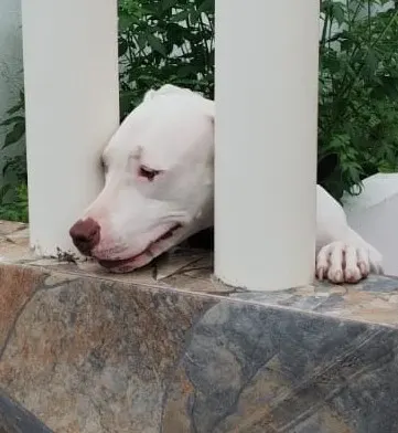 Foto 4 de Ruby, perro, en su ofrenda de Día de Muertos
