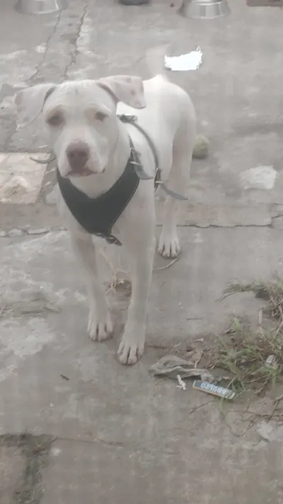 Foto de Ruby, perro, en su ofrenda de Día de Muertos