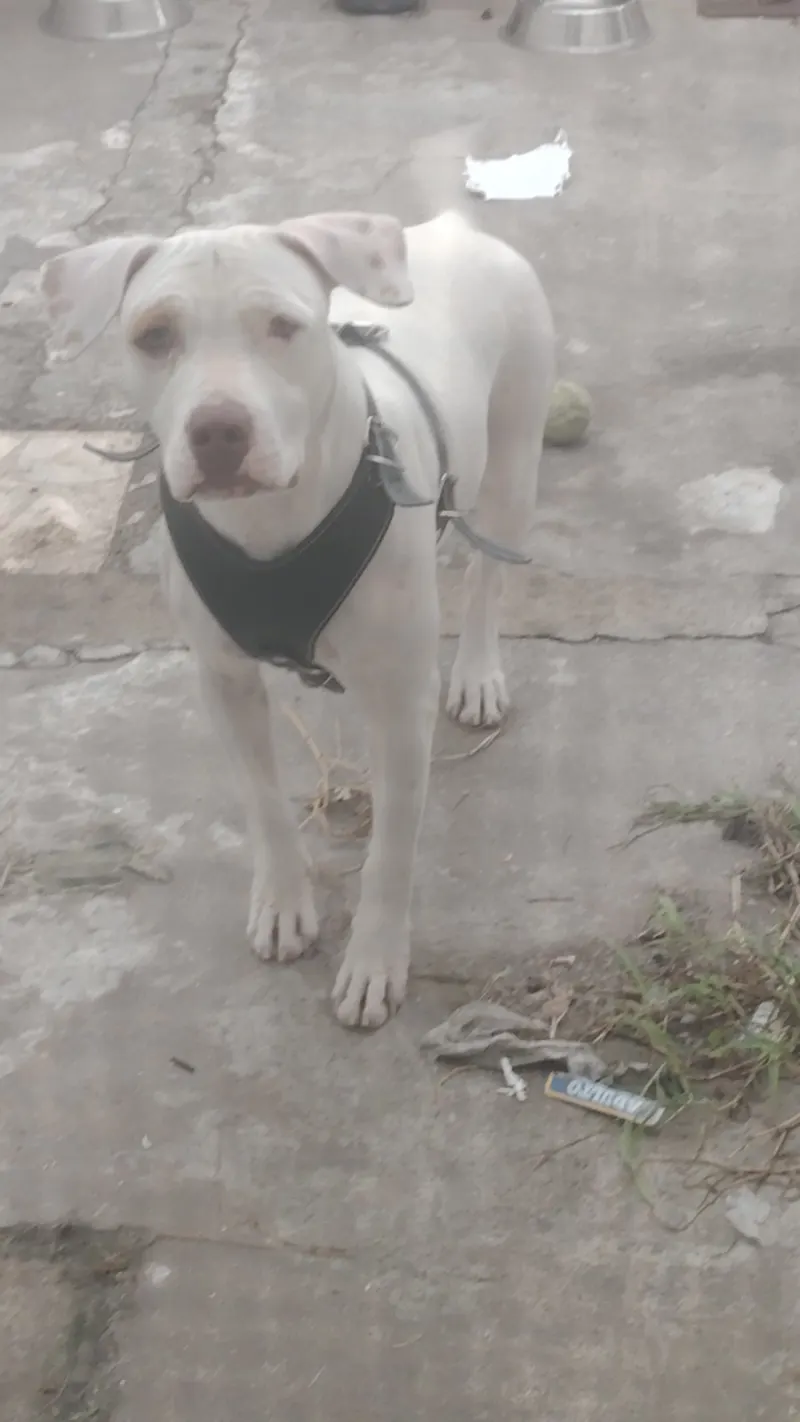 Foto de Ruby, perro, en su ofrenda de Día de Muertos