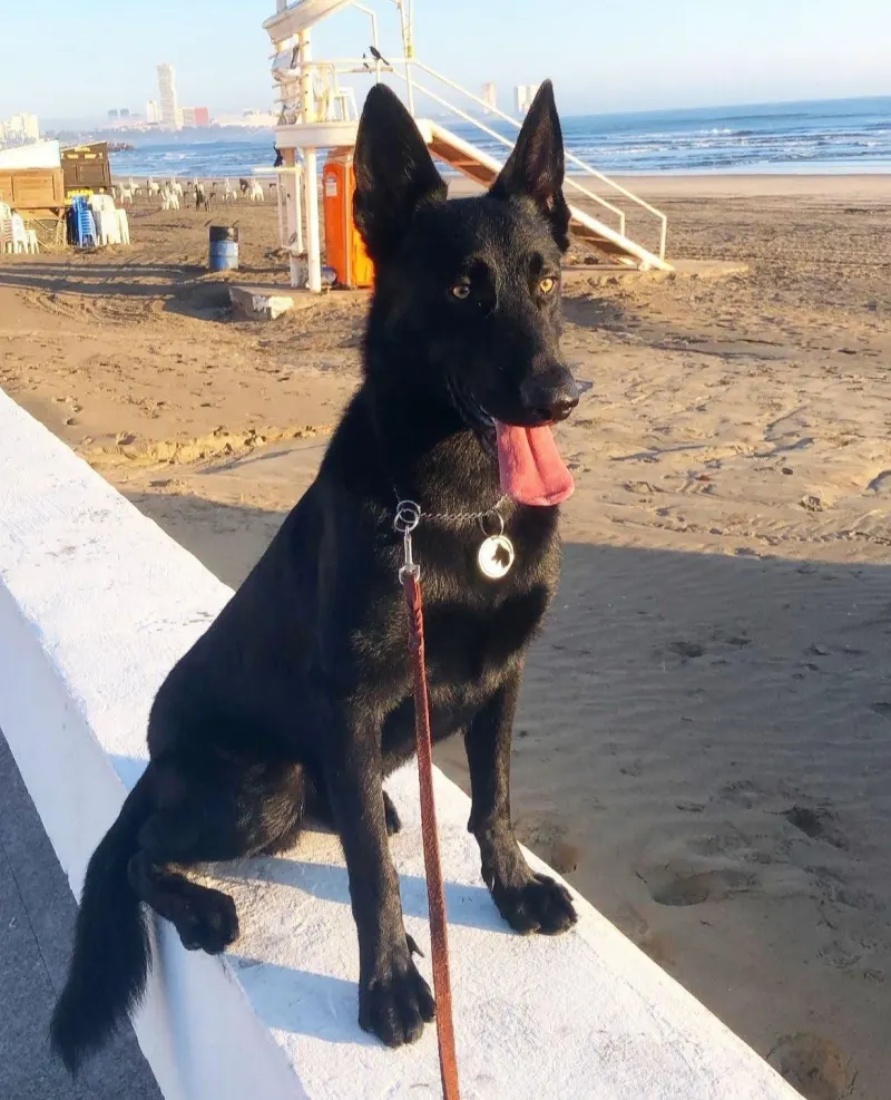 Foto de ROLO, perro, en su ofrenda de Día de Muertos