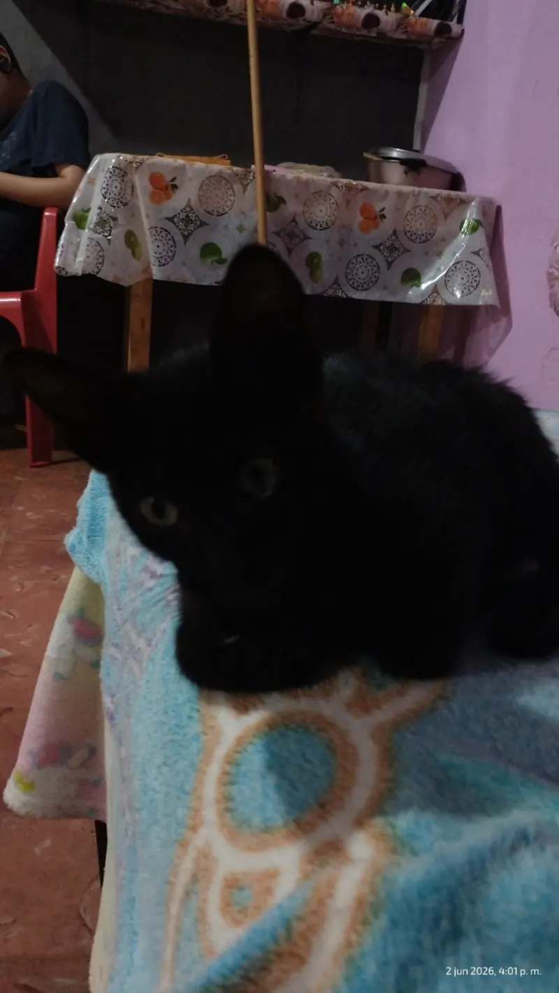 Photo of Bocadin, cat, on their Day of the Dead ofrenda (3)