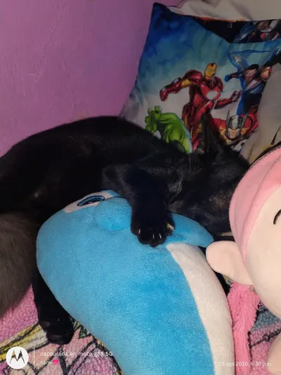 Photo of Bocadin, cat, on their Day of the Dead ofrenda