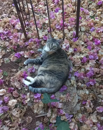 Photo of Pollita, cat, on their Day of the Dead ofrenda