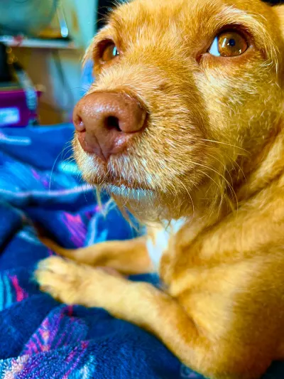 Foto de Rita, perro, en su ofrenda de Día de Muertos