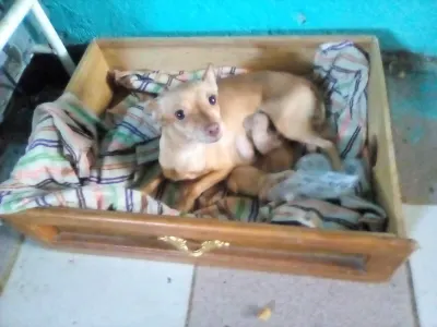 Photo of Bella Guadalupe, dog, on their Day of the Dead ofrenda
