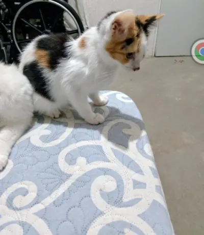 Foto de Chiquitina, gato, en su ofrenda de Día de Muertos