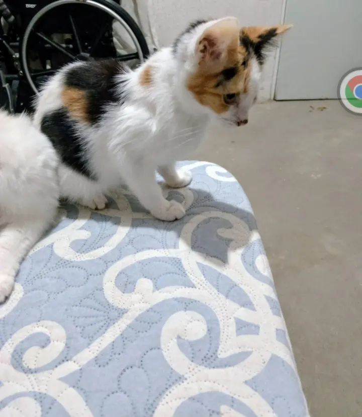 Foto de Chiquitina, gato, en su ofrenda de Día de Muertos