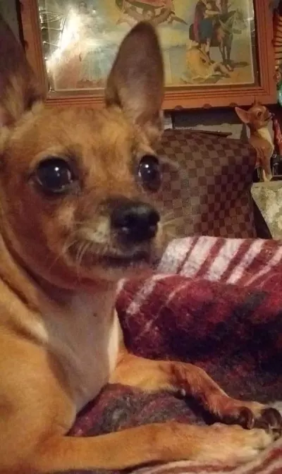 Photo of Chatita, dog, on their Day of the Dead ofrenda