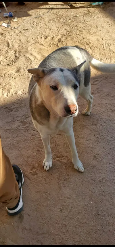 Photo of Kowuy, dog, on their Day of the Dead ofrenda