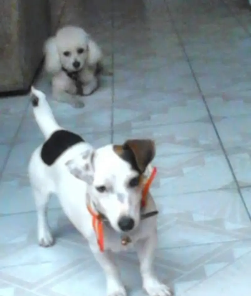 Photo of Botas  y  Tiffany, dog, on their Day of the Dead ofrenda