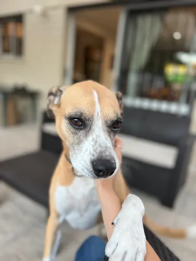 Foto de Oliver, perro, en su ofrenda de Día de Muertos