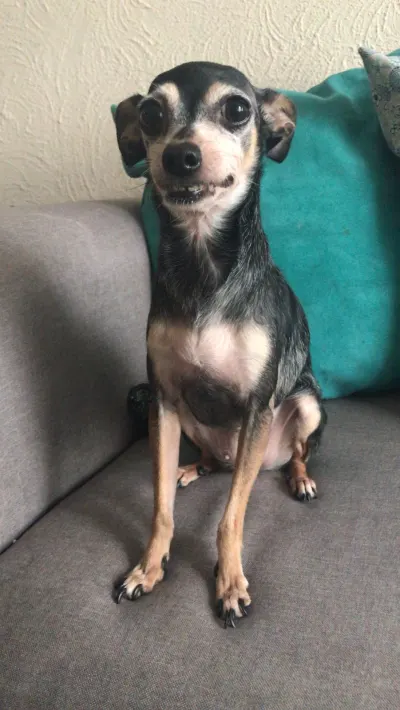 Foto de Maya, perro, en su ofrenda de Día de Muertos