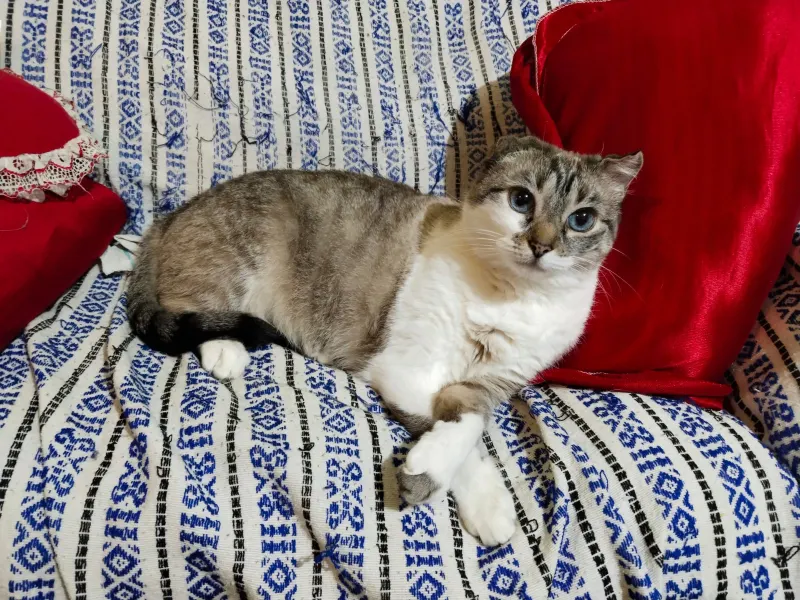 Photo of Bicha, cat, on their Day of the Dead ofrenda