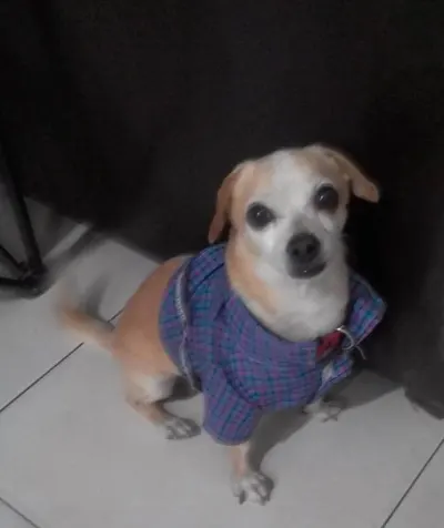 Photo of Juan Pablo (Pampo), dog, on their Day of the Dead ofrenda