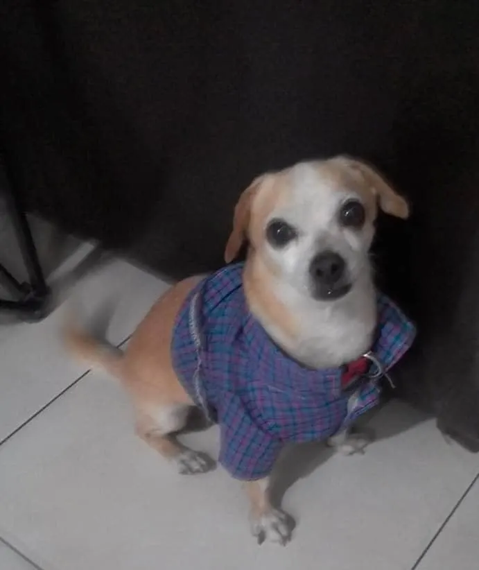 Photo of Juan Pablo (Pampo), dog, on their Day of the Dead ofrenda