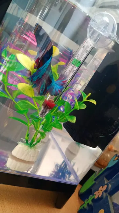 Foto de Shadow, pez, en su ofrenda de Día de Muertos