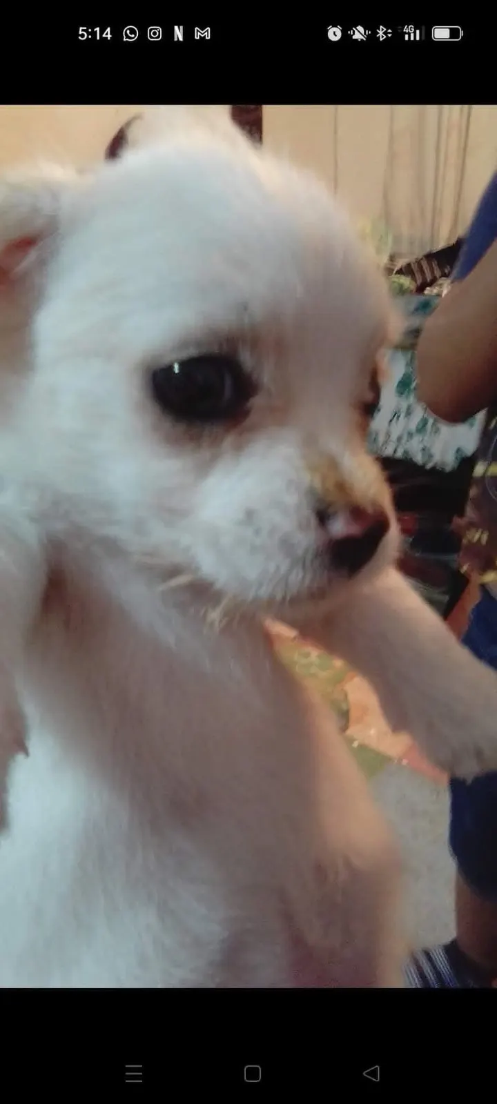 Photo of Copito, dog, on their Day of the Dead ofrenda