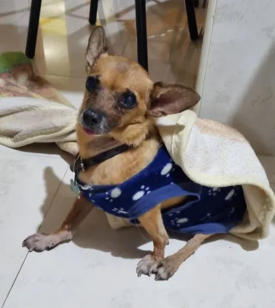 Photo of RITO, dog, on their Day of the Dead ofrenda