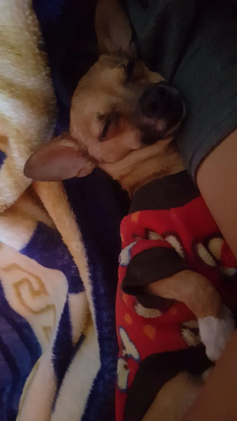 Photo of RITO, dog, on their Day of the Dead ofrenda (4)