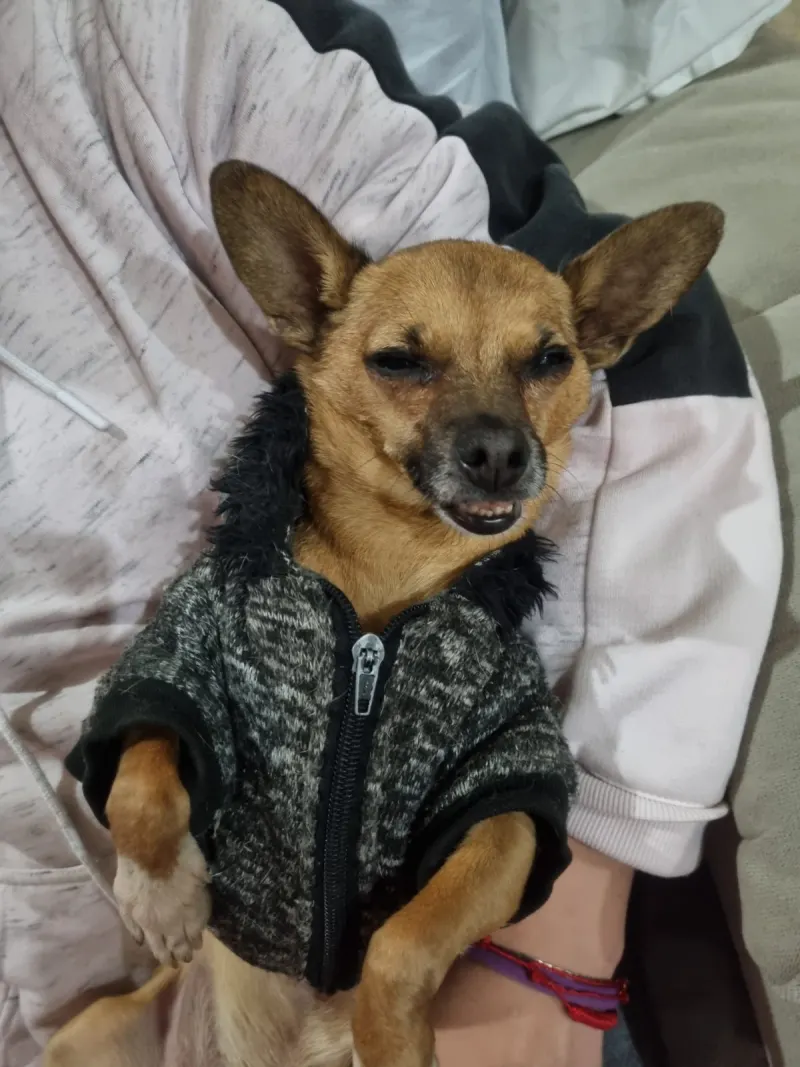 Photo of RITO, dog, on their Day of the Dead ofrenda (2)