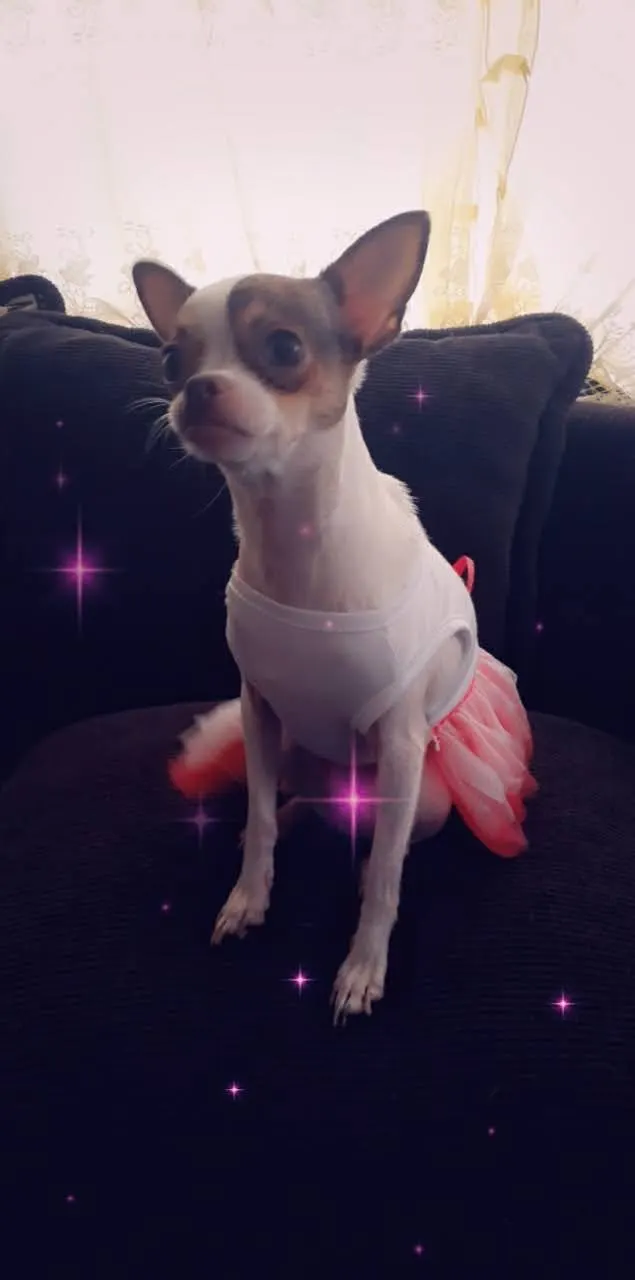 Foto de Luna, perro, en su ofrenda de Día de Muertos (3)