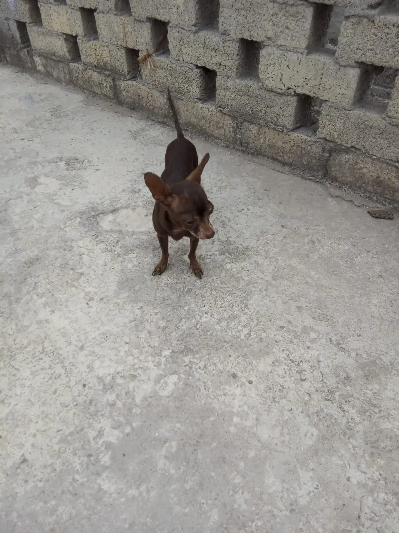 Photo of Choco, dog, on their Day of the Dead ofrenda