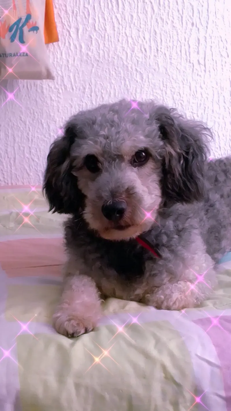 Photo of Bambino, dog, on their Day of the Dead ofrenda