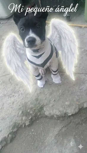 Photo of Puto, dog, on their Day of the Dead ofrenda