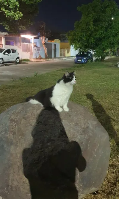 Foto de Nena, gato, en su ofrenda de Día de Muertos