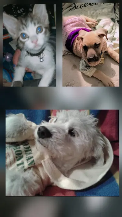 Foto de KILLER , MUÑECO, CHIQUILIN, TOM, COFFY, perro, en su ofrenda de Día de Muertos
