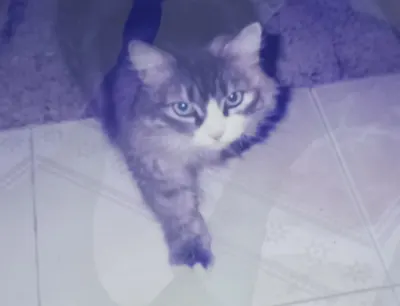 Foto de Aly, gato, en su ofrenda de Día de Muertos