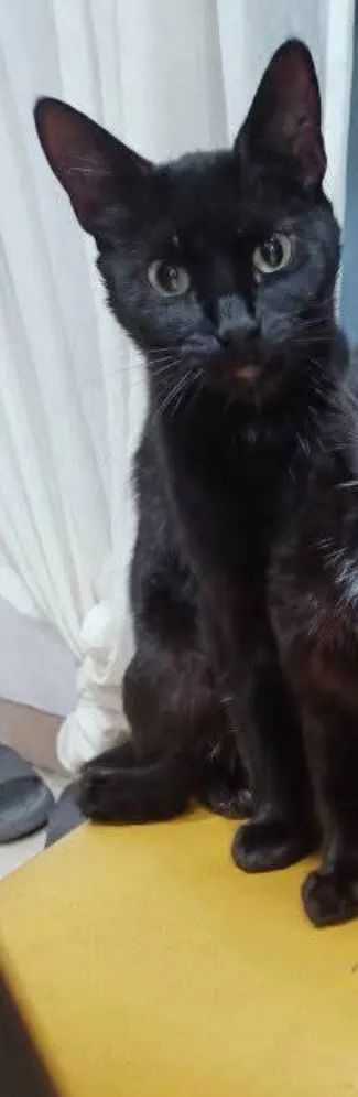 Foto de Panterita, gato, en su ofrenda de Día de Muertos (3)