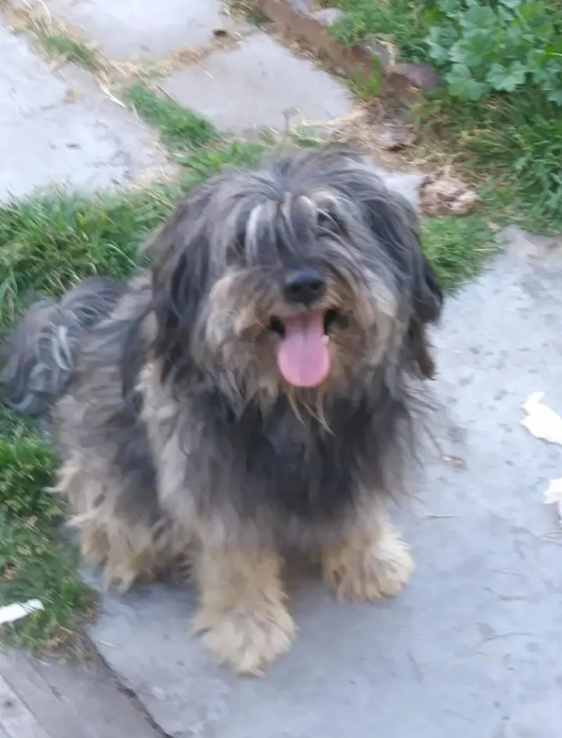 Foto de Chewbacca, perro, en su ofrenda de Día de Muertos (4)