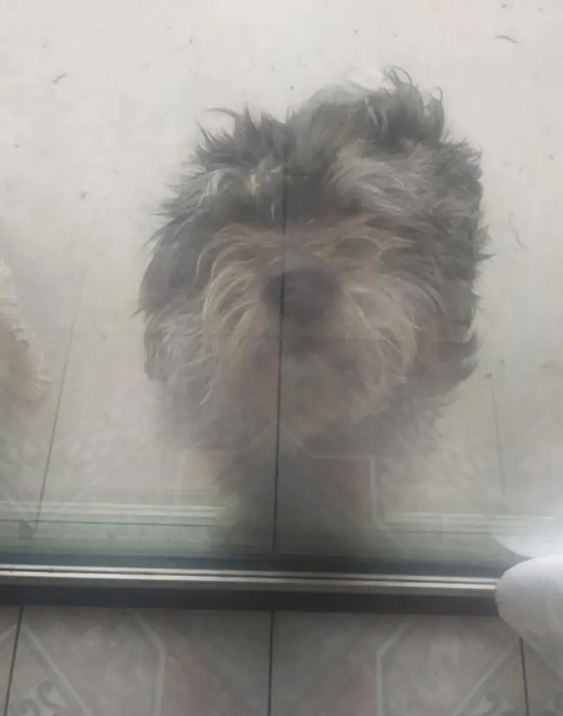 Foto de Chewbacca, perro, en su ofrenda de Día de Muertos (5)
