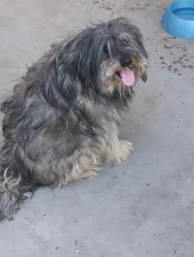 Foto de Chewbacca, perro, en su ofrenda de Día de Muertos (3)
