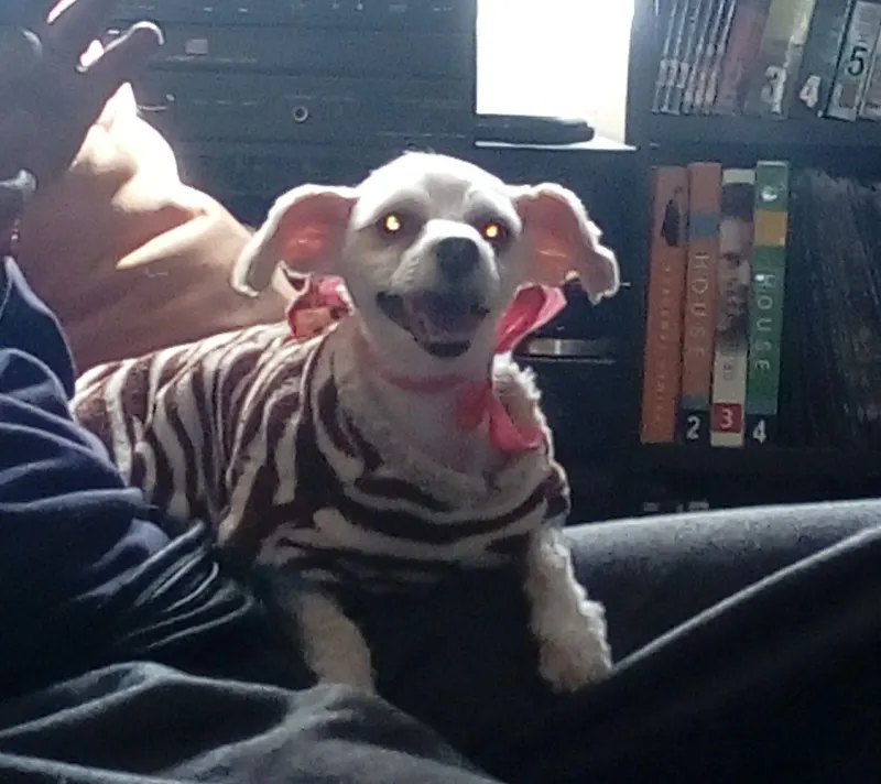 Photo of Kity, dog, on their Day of the Dead ofrenda