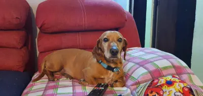 Foto de Rayo, perro, en su ofrenda de Día de Muertos