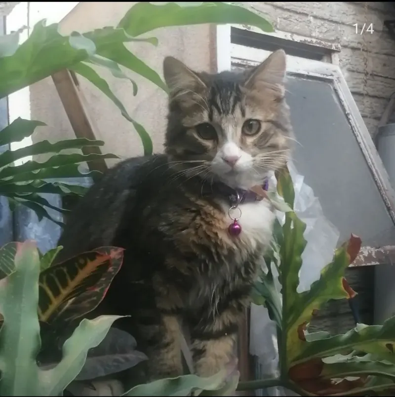 Foto de Theo, gato, en su ofrenda de Día de Muertos