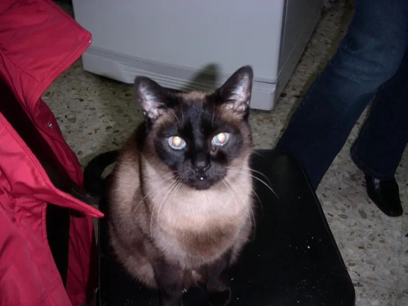 Photo of Mimi, cat, on their Day of the Dead ofrenda