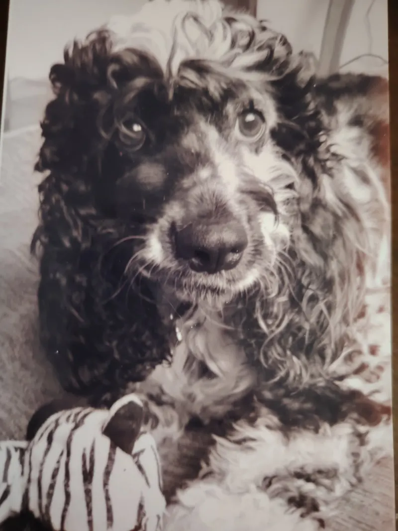 Photo of Luna, dog, on their Day of the Dead ofrenda