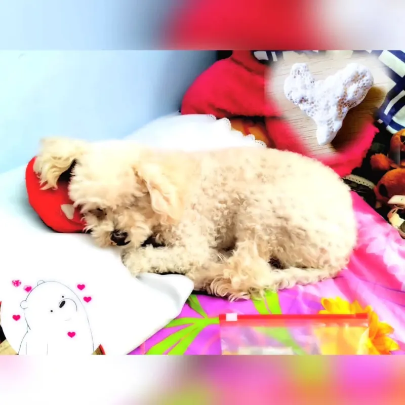 Foto de Rudy, perro, en su ofrenda de Día de Muertos (2)