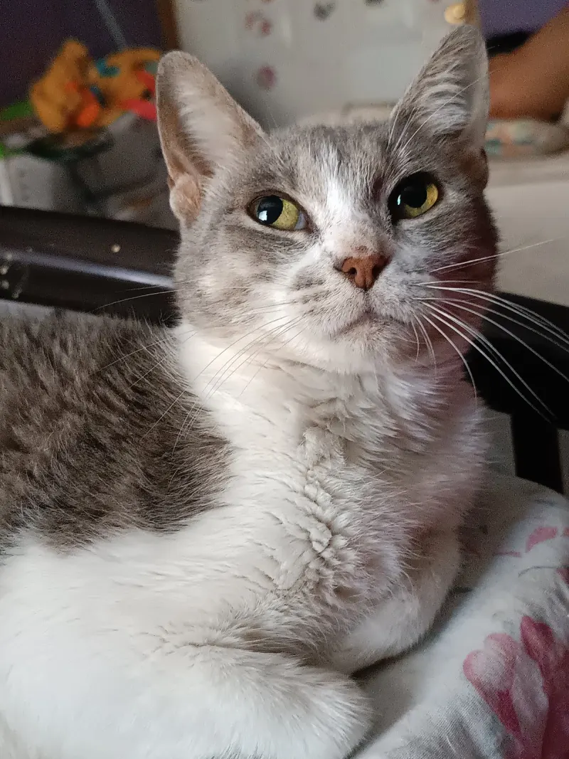 Foto de Mishi, gato, en su ofrenda de Día de Muertos