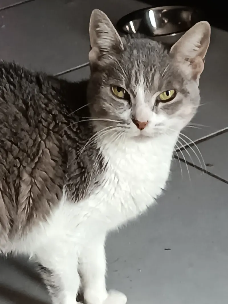 Foto de Mishi, gato, en su ofrenda de Día de Muertos (3)