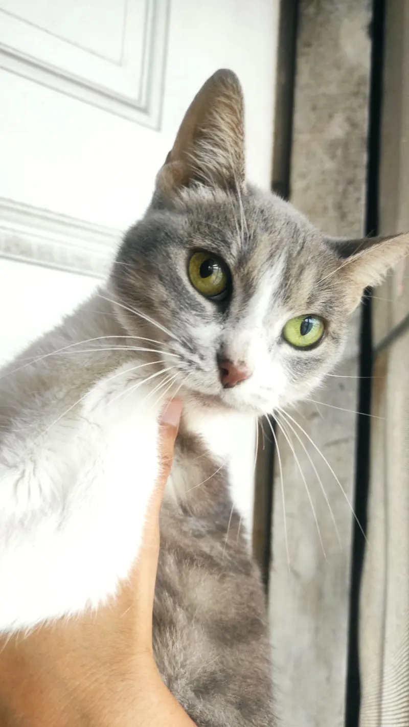 Foto de Mishi, gato, en su ofrenda de Día de Muertos (2)
