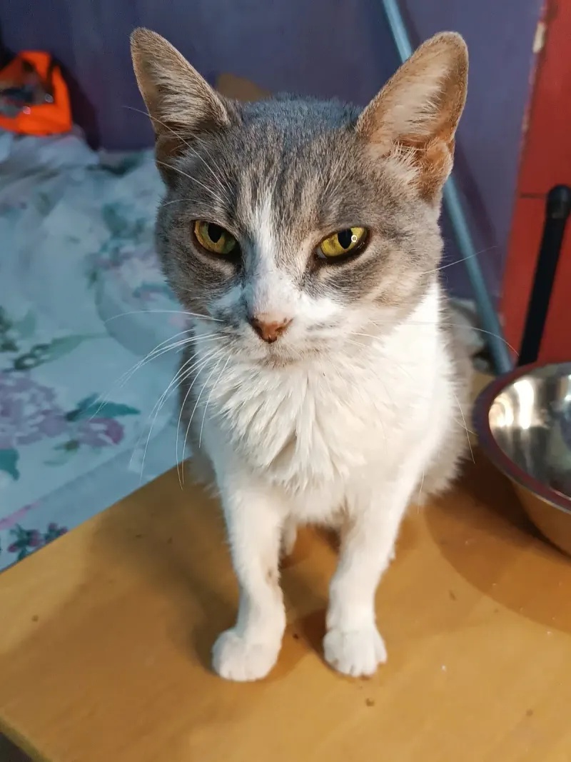 Foto de Mishi, gato, en su ofrenda de Día de Muertos (5)