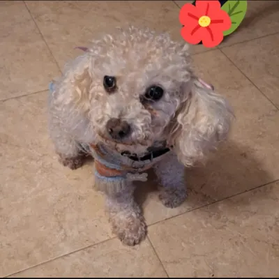 Photo of Kayra, dog, on their Day of the Dead ofrenda