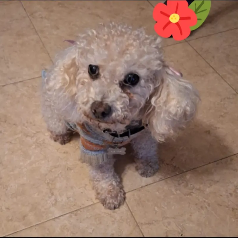 Photo of Kayra, dog, on their Day of the Dead ofrenda