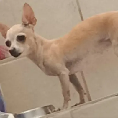 Foto de MYLAF, perro, en su ofrenda de Día de Muertos